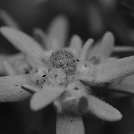 Farma Reinalter Kappl (Landeck)