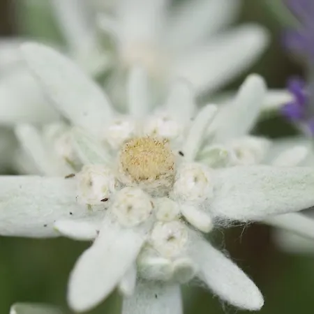 Reinalter * Kappl (Landeck)