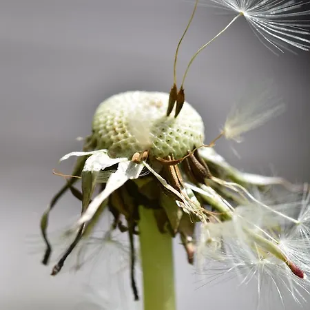 Feriegård Reinalter