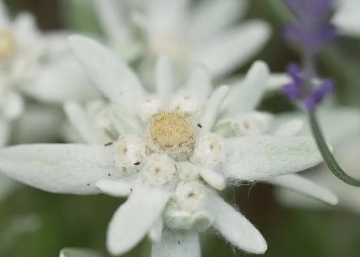 Reinalter * Kappl (Landeck)